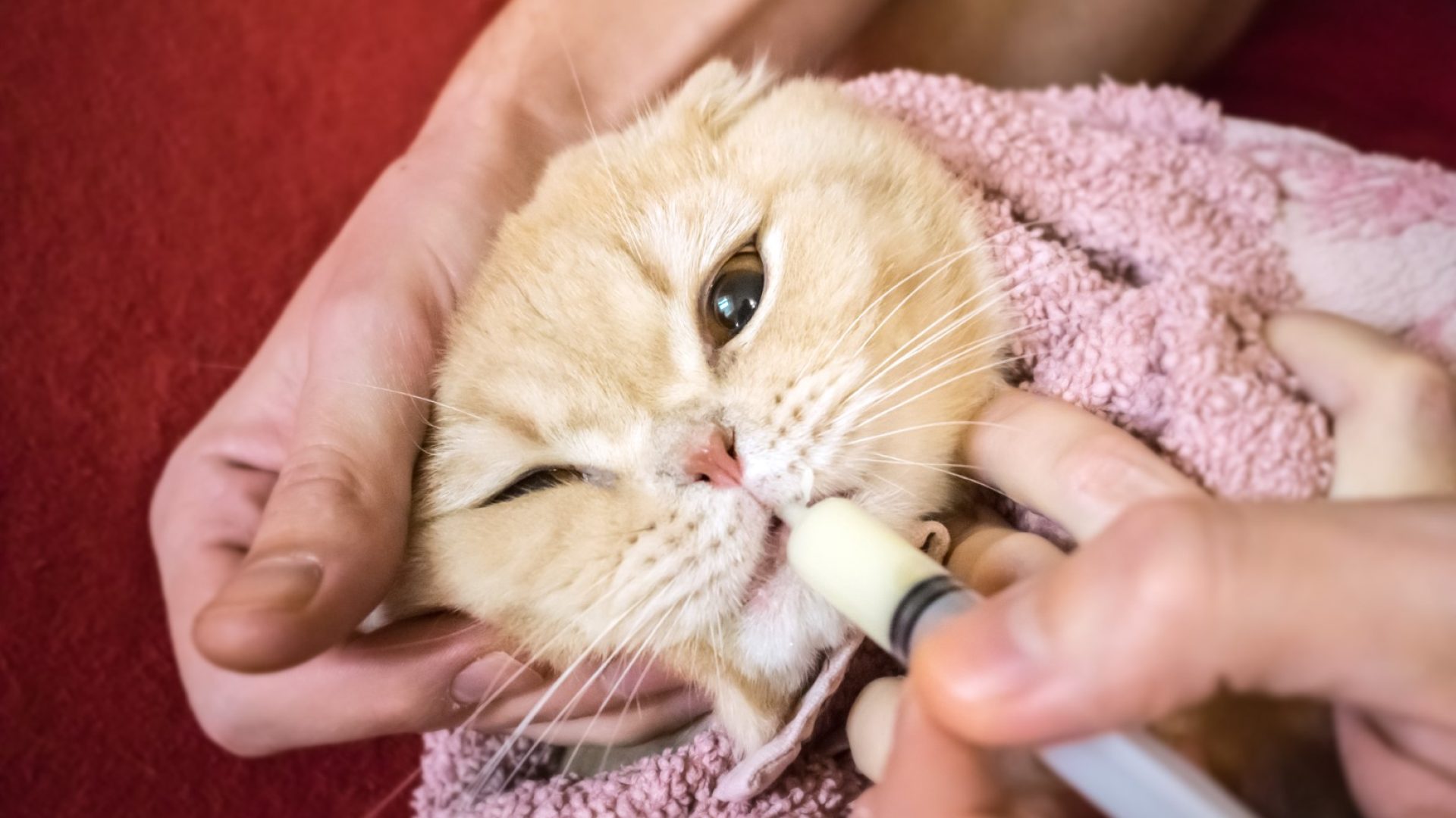 How to give a cat liquid medicine. Ways to give a cat a pill. A man's hand gives a medicine in a syringe  to a Scottish cat wrapped in towel. Liquid medications dropper or syringe for animal. Selective focus