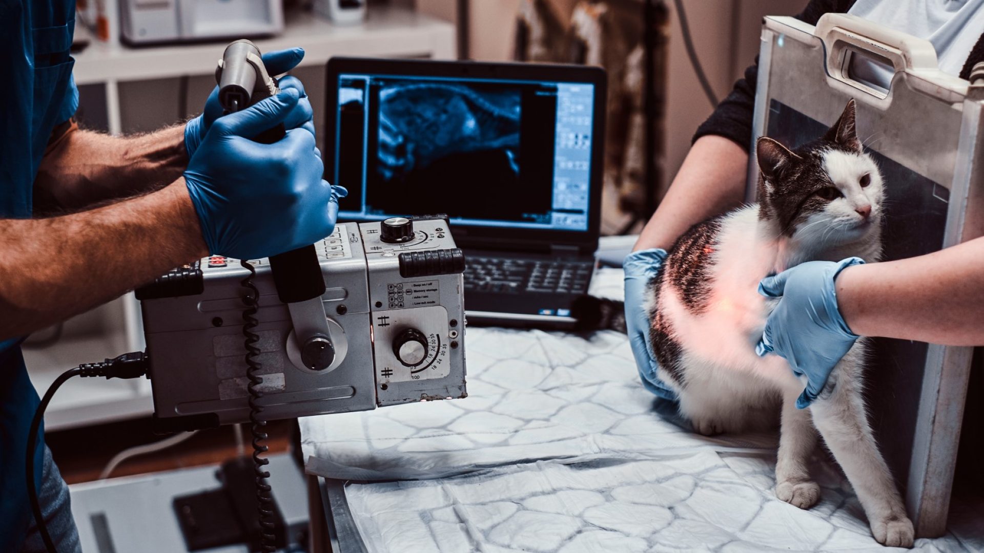 Veterinarians make x-ray sick cat on a table in a clinic.